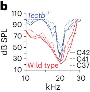 Author Correction: Sharpened cochlear tuning in a mouse with a genetically modified tectorial membrane