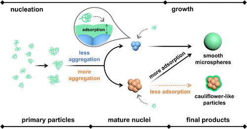 From Cauliflowers to Microspheres: Particle Growth Mechanism in Self-Stabilized Precipitation Polymerization