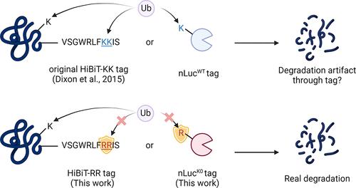 Lysineless HiBiT and NanoLuc Tagging Systems as Alternative Tools for Monitoring Targeted Protein Degradation