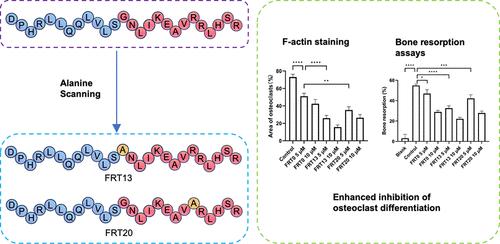 Systematical Mutational Analysis of FRATtide against Osteoclast Differentiation by Alanine Scanning