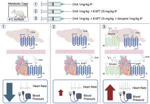 N6-cyclohexyladenosine is better than meperidine and buspirone at suppressing metabolism during TTM32 but does not improve outcome after cardiac arrest