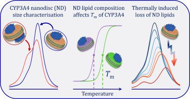 Lipid composition affects the thermal stability of cytochrome P450 3A4 in nanodiscs