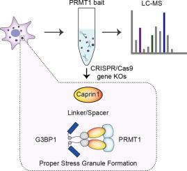 Caprin1 Bridges PRMT1 to G3BP1 and Spaces Them to Ensure Proper Stress Granule Formation