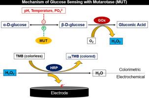 Enhancing the sensitivity and accuracy of wearable glucose biosensors: A systematic review on the prospects of mutarotase