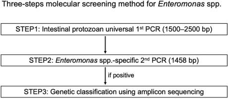 Molecular detection and identification of Enteromonas species in human and animal hosts using polymerase chain reaction and DNA sequencing