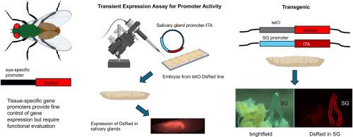 Identification of a gene promoter active in Lucilia sericata larval salivary glands using a rapid transient expression assay