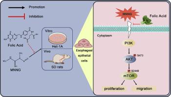 Protective effect of folic acid on MNNG-induced proliferation of esophageal epithelial cells via the PI3K/AKT/mTOR signaling pathway