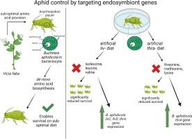 Dynamic response of essential amino acid biosynthesis in Buchnera aphidicola to supplement sub-optimal host nutrition