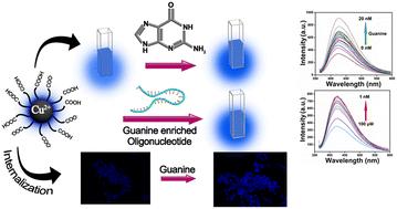 Cu2+-integrated carbon dots as an efficient bioprobe for the selective sensing of guanine nucleobase†