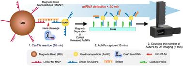 CRISPR/Cas13a-assisted amplification-free miRNA biosensor via dark-field imaging and magnetic gold nanoparticles†