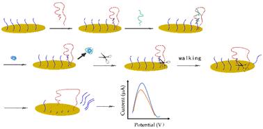 DNA walker coupled with nicking endonuclease for sensitive electrochemical detection of saxitoxin†