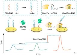 A CRISPR-amplified label-free electrochemical aptasensor for the sensitive detection of HbA1c†