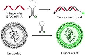 Microfluidic measurement of intracellular mRNA with a molecular beacon probe towards point-of-care radiation triage†