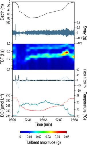 Measuring deoxygenation effects on marine predators: A new animal-attached archival tag recording in situ dissolved oxygen, temperature, fine-scale movements and behaviour