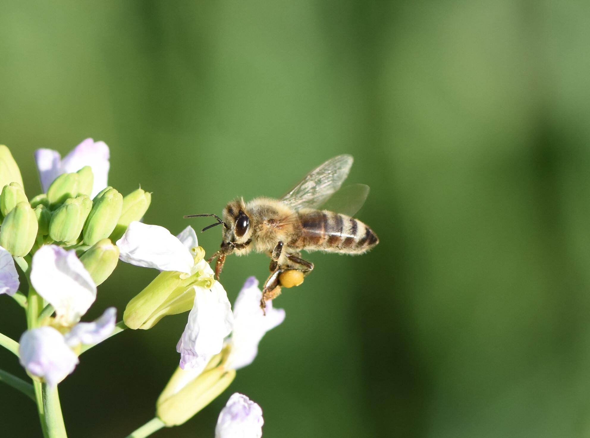 Influence of agricultural intensification on pollinator pesticide exposure, food acquisition and diversity