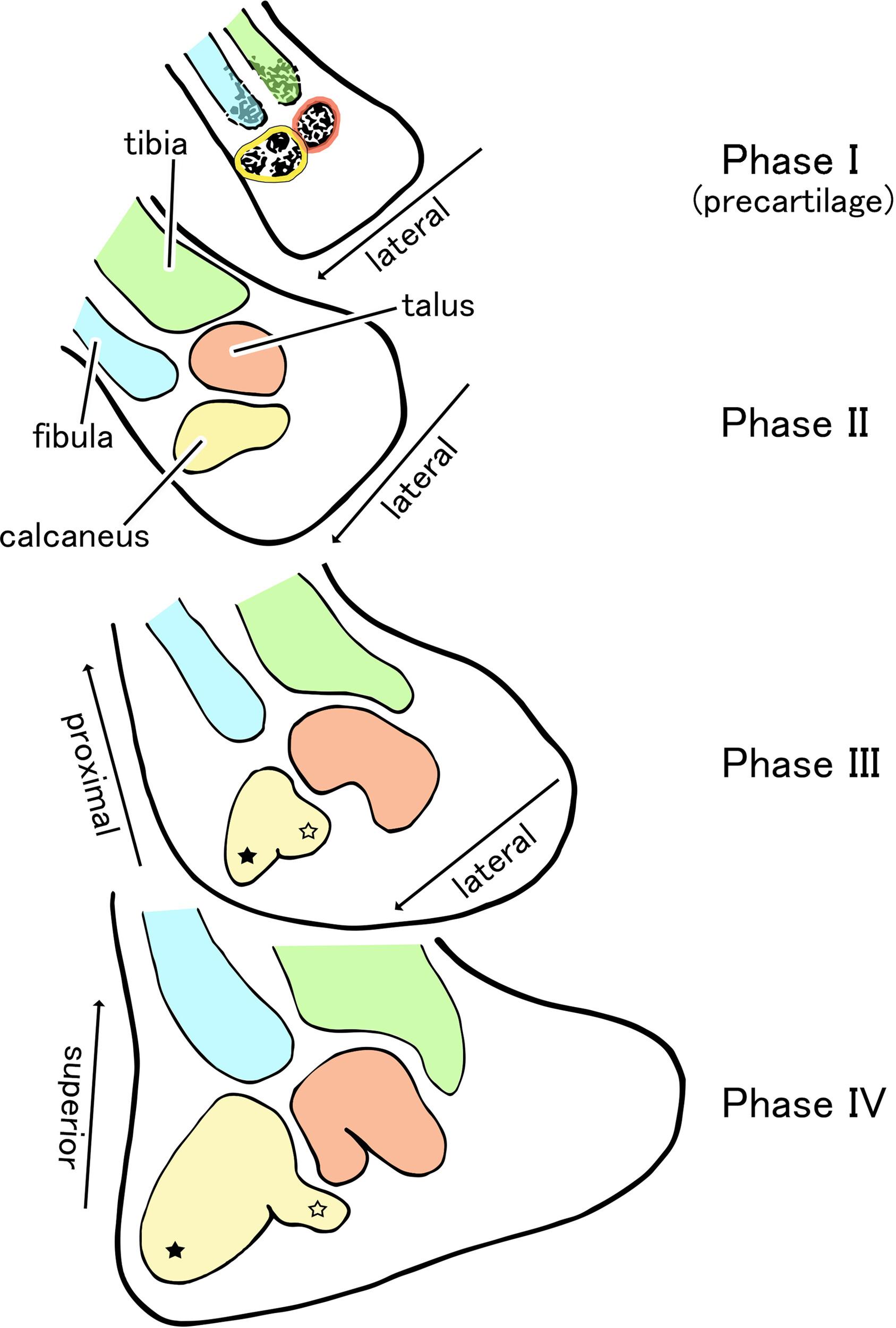 Ontogenic transformation of the ankle from the initial mediolateral arrangement of the calcaneus and talus: A histological study of human embryos and early fetuses