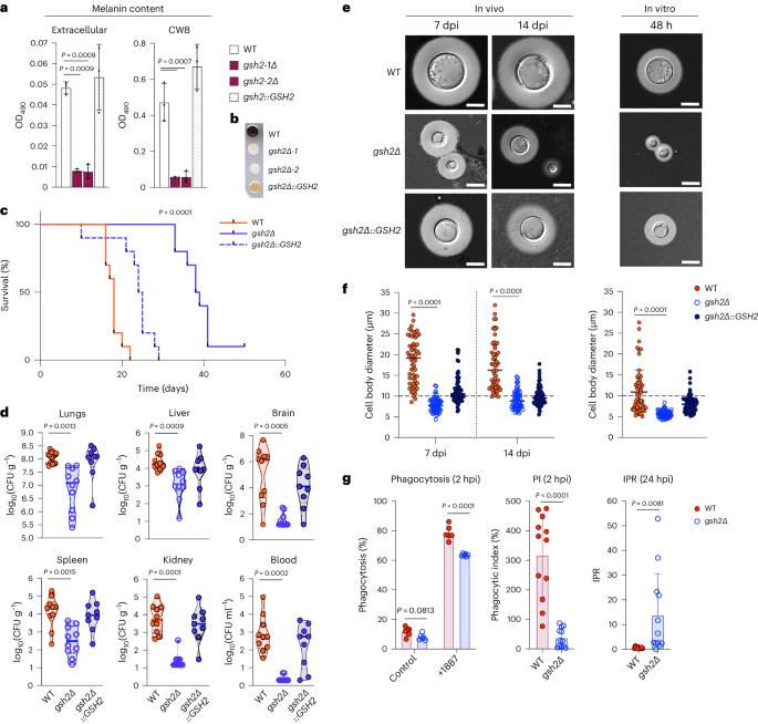 Glutathione-mediated redox regulation in Cryptococcus neoformans impacts virulence