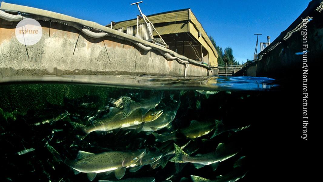 ‘Ocean ranching’ has led to a pink-salmon boom — but there might be a catch