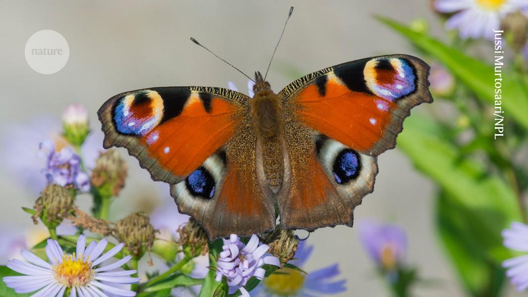 Charged-up butterflies draw pollen through the air