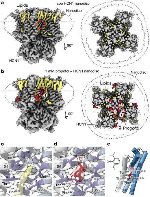 Propofol rescues voltage-dependent gating of HCN1 channel epilepsy mutants