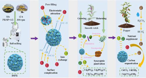 Smooth Vetch (Vicia villosa var.) Coupled with Ball-Milled Composite Mineral Derived from Shell Powder and Phosphate Rock for Remediation of Cadmium-Polluted Farmland: Insights into Synergetic Mechanisms