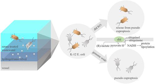 Nanosilver-Induced Pseudo Cuproptosis of Potentially Pathogenic Bacteria during the Storage of Ozone-Treated Wastewater