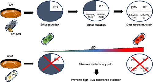 Conserved Evolutionary Trajectory Can Be Perturbed to Prevent Resistance Evolution under Norfloxacin Pressure by Forcing Mycobacterium smegmatis on Alternate Evolutionary Paths