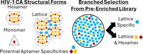 A Branched SELEX Approach Identifies RNA Aptamers That Bind Distinct HIV-1 Capsid Structural Components