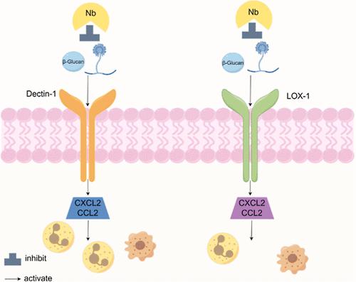 Anti-Inflammatory Efficacy of Nanobody Specific to β-Glucan on a Fungal Cell Wall in a Murine Model of Fungal Keratitis