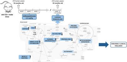 Enduring metabolic modulation in the cardiac tissue of elderly CD-1 mice two months post mitoxantrone treatment