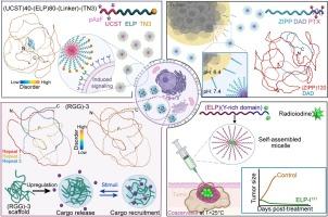 Programmability and biomedical utility of intrinsically-disordered protein polymers