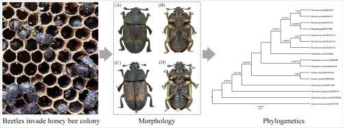 First record of the sap beetle Phenolia picta invading Eastern honey bee (Apis cerana) (Hymenoptera, Apidae) colonies