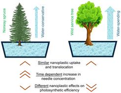 Uptake and physiological impacts of nanoplastics in trees with divergent water use strategies†