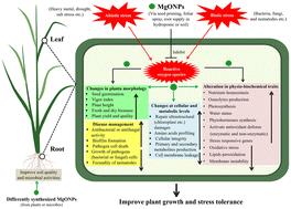 Application of magnesium oxide nanoparticles as a novel sustainable approach to enhance crop tolerance to abiotic and biotic stresses