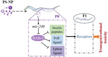 Nanoplastic at environmentally relevant concentrations activates a germline mir-240-rab-5 signaling cascade to affect the secreted ligands associated with transgenerational toxicity induction in C. elegans†