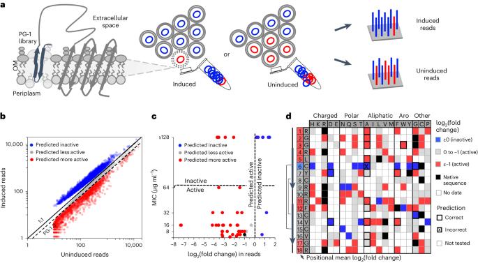 Deep mutational scanning and machine learning for the analysis of antimicrobial-peptide features driving membrane selectivity