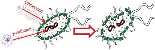 The synergistic effect of ultrasound and γ-radiation on Lactobacillus casei bacteria in the presence of a theraphthal sonosensitizer