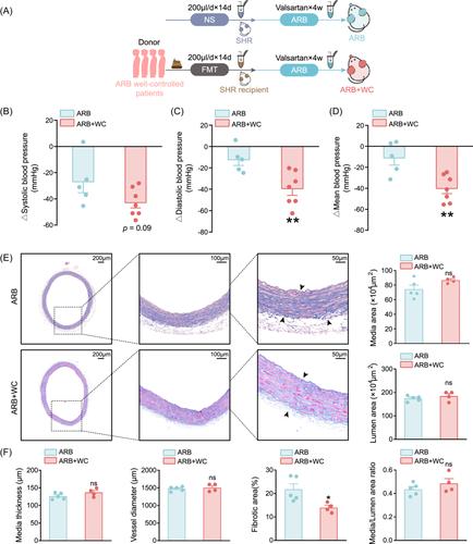 Intestinal microbiota by angiotensin receptor blocker therapy exerts protective effects against hypertensive damages