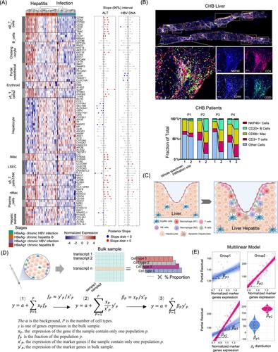 Cell-type-specific expression analysis of liver transcriptomics with clinical parameters to decipher the cause of intrahepatic inflammation in chronic hepatitis B