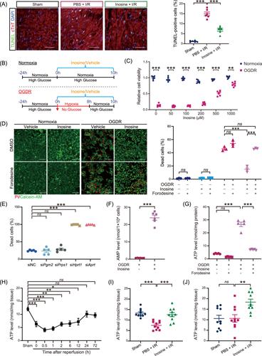 Prophylactic supplementation with Bifidobacterium infantis or its metabolite inosine attenuates cardiac ischemia/reperfusion injury