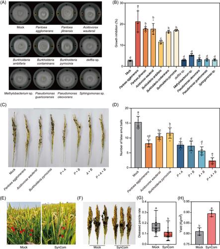 Immune-enriched phyllosphere microbiome in rice panicle exhibits protective effects against rice blast and rice false smut diseases