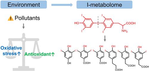 Urinary Iodine Metabolomics as a Novel Tool for Understanding Environmentally Induced Thyroid Hormone Metabolic Alteration