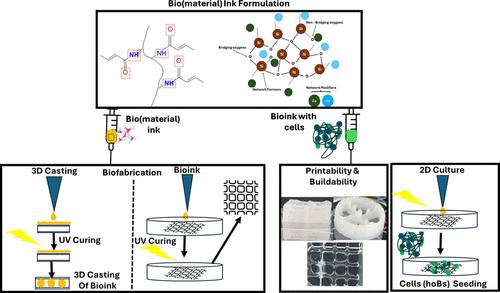 Gelatin Methacryloyl (GelMA) - 45S5 Bioactive Glass (BG) Composites for Bone Tissue Engineering: 3D Extrusion Printability and Cytocompatibility Assessment Using Human Osteoblasts