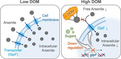 Repression of Microbial Arsenite Uptake and Methylation by Dissolved Organic Carbon