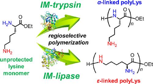 Regiocontrol of the Bulk Polymerization of Lysine Ethyl Ester by the Selection of Suitable Immobilized Enzyme Catalysts