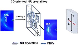 Control of 3D oriented strain-induced natural rubber crystallites under spatial confinement: cellulose nanocrystal networks and thickness dependence