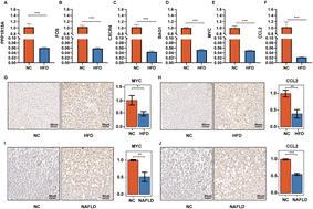 Identification of autophagy-related signatures in nonalcoholic fatty liver disease and correlation with non-parenchymal cells of the liver†