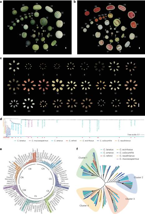 Telomere-to-telomere Citrullus super-pangenome provides direction for watermelon breeding