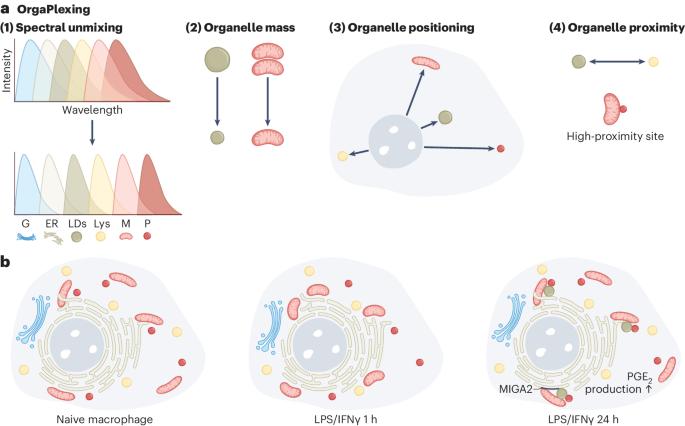 An organelle tango controls lipid metabolism