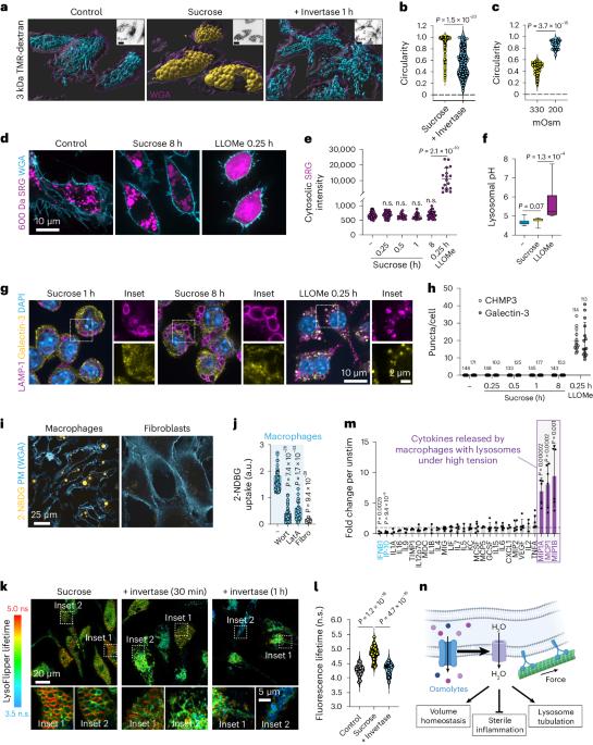 Pressure sensing of lysosomes enables control of TFEB responses in macrophages